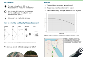 Stopover decisions of Migrating White Stork Poster